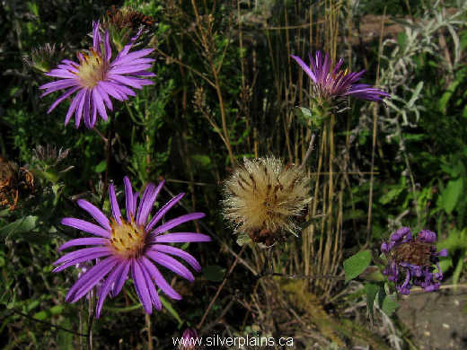 Western Silvery Aster Prairie Shore Botanicals Laura Reeves