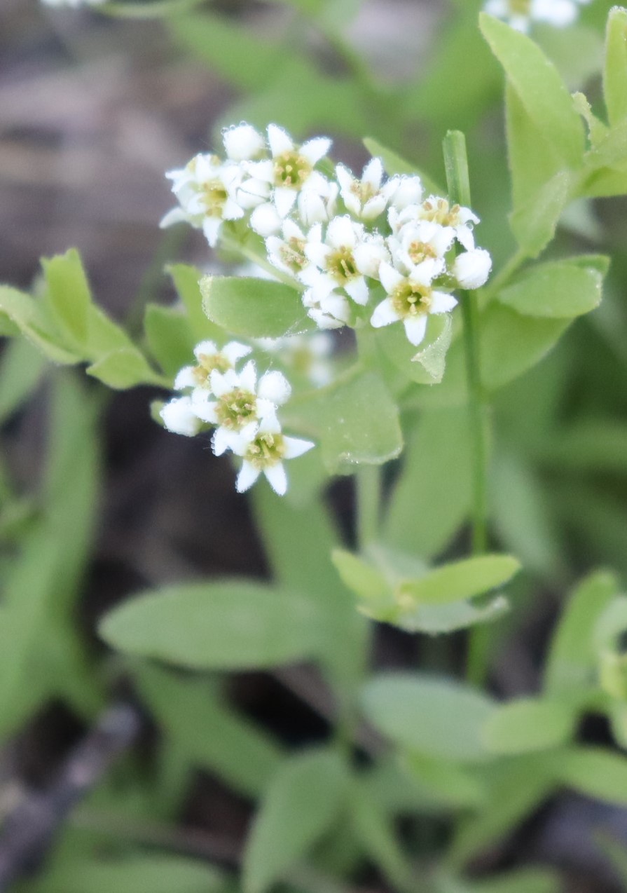 Flowers (Dry to Medium Soil) – Prairie Shore Botanicals – Laura Reeves